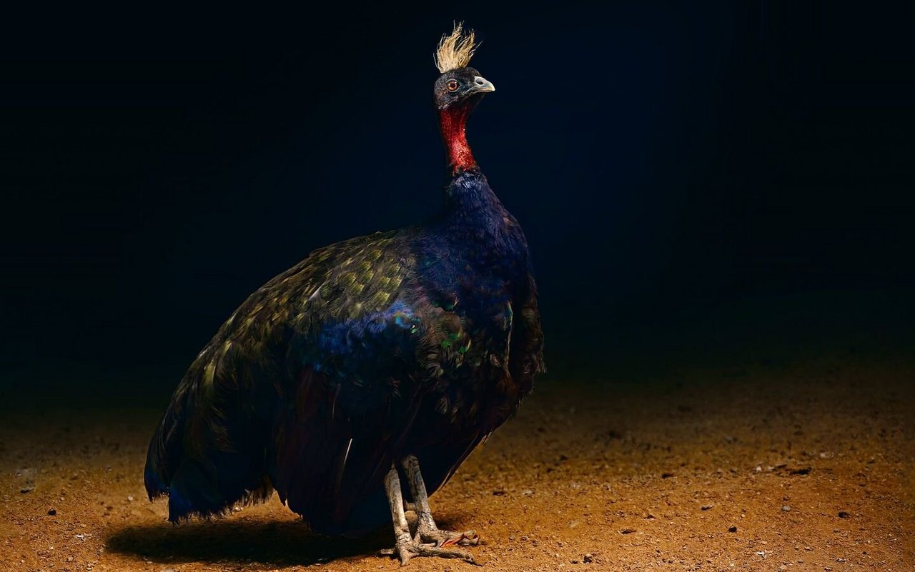 Der Kongopfau aus dem Ituri-Gebiet der Demokratischen Republik Kongo ist eine legendäre Erscheinung.