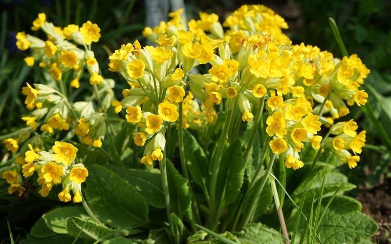 Die Echte Schlüsselblume gehört zu den Primelgewächsen.
