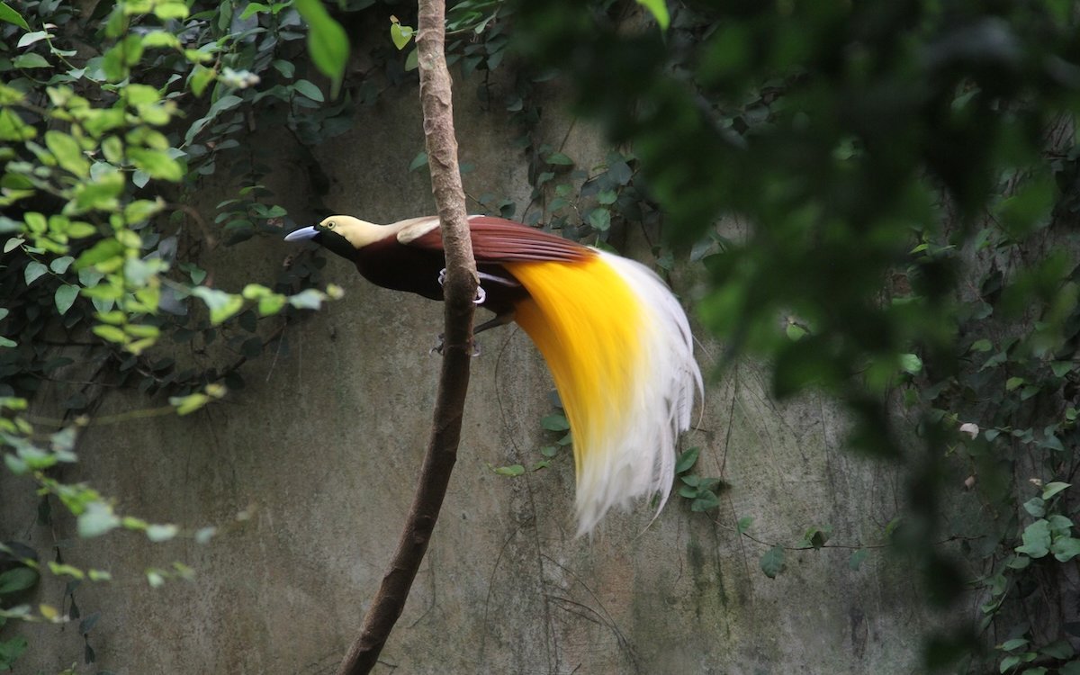 Ein männlicher Kleiner Paradiesvogel in der Oasi di Sant'Alession con Vialone bei Pavia in Italien. 