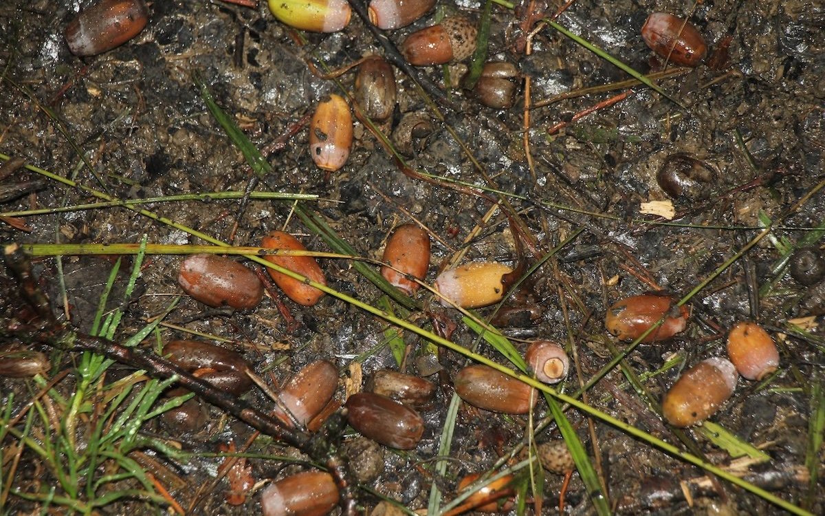 Heruntergefallene Eicheln sind heute noch für Wildschweine Leckerbissen. Auch Eichhörnchen machen sich darüber her. 