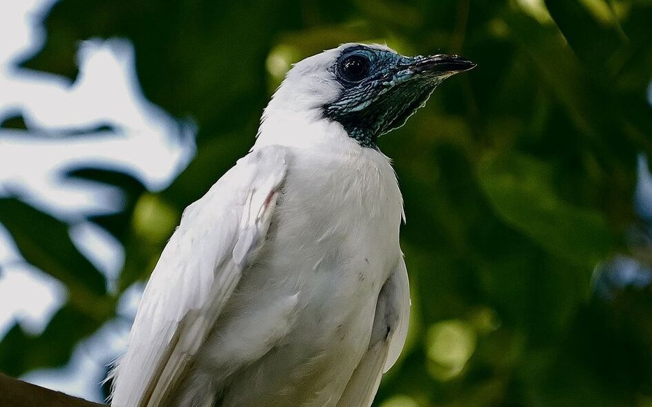 Der Nacktkehl-Glockenvogel punktet mit einem der lautesten Rufe aus dem Vogelreich. 