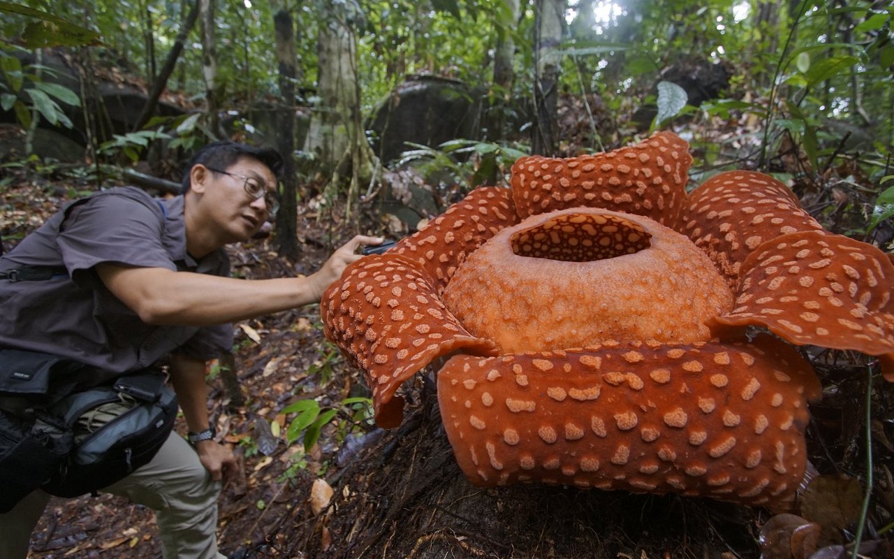 Neben dieser Blume können Menschen schnell klein aussehen. 