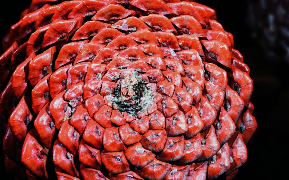 Zapfen weisen auf die Fibonacci-Zahlenfolge durch die spiralförmige Anordnung ihrer Schuppen hin. 
