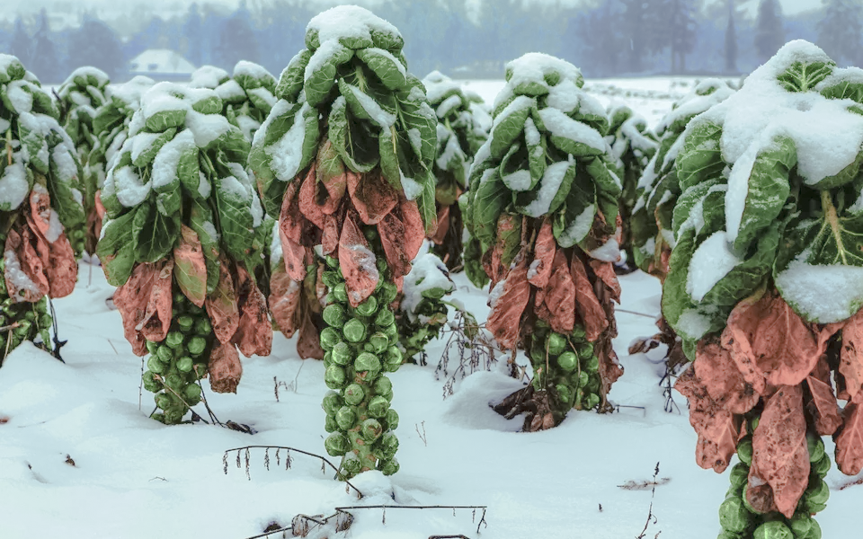 Eine leichte Schneeschicht macht Rosenkohl nichts aus.