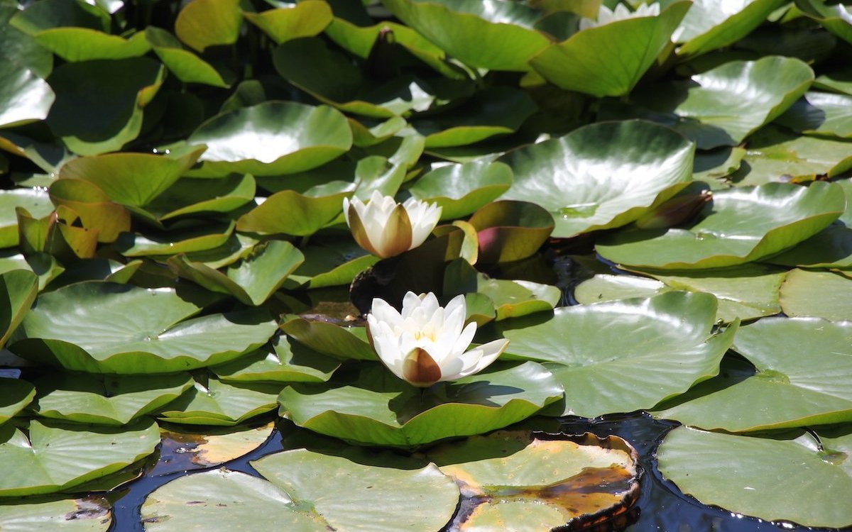 Seerosenblüten im Gartenteich. 