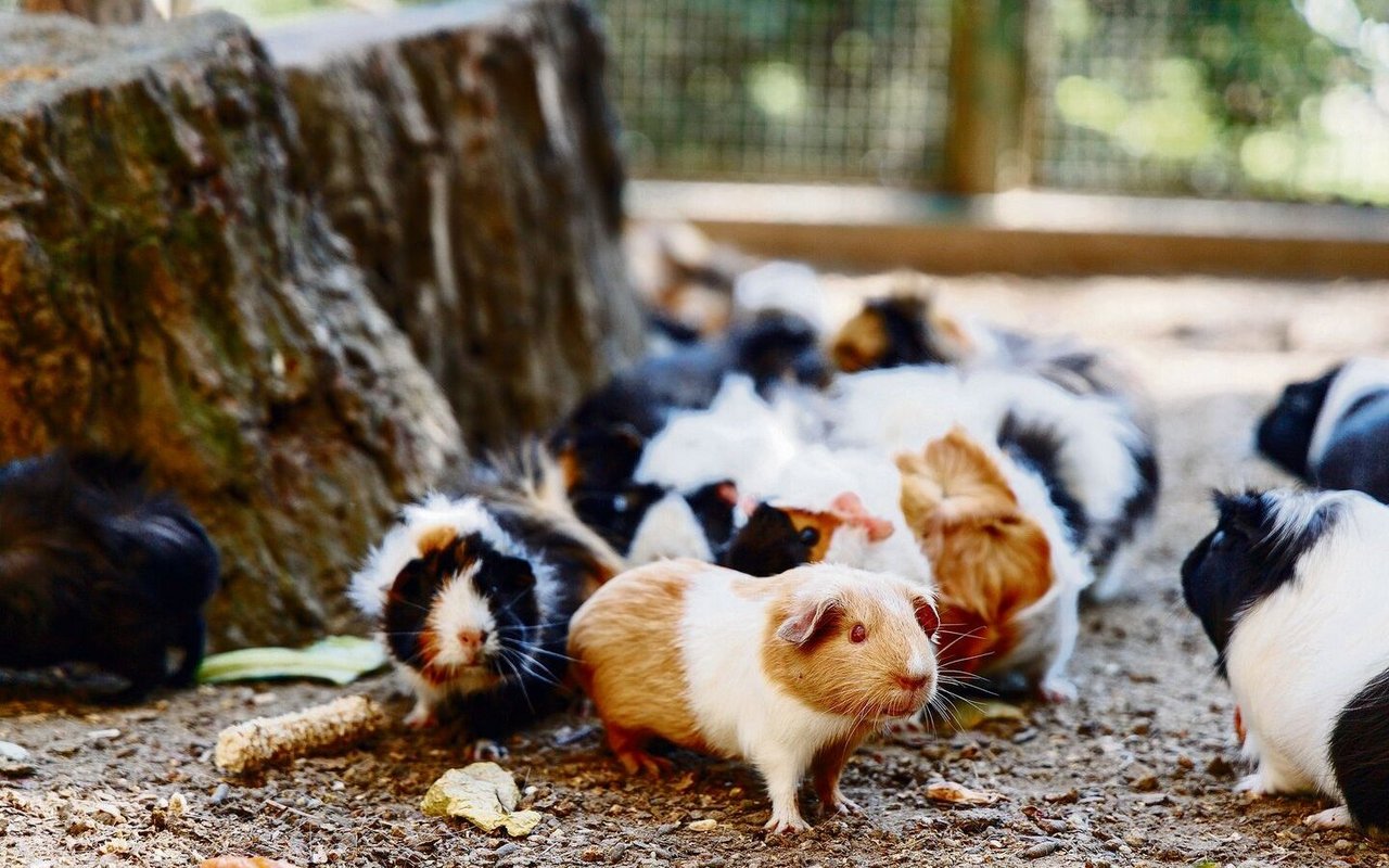 Meerschweinchen lieben weitläufige, ebene Flächen.