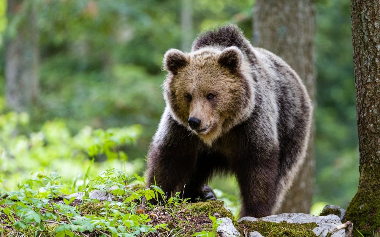 Meister Petz gilt als stark, aber auch als gemütlich.