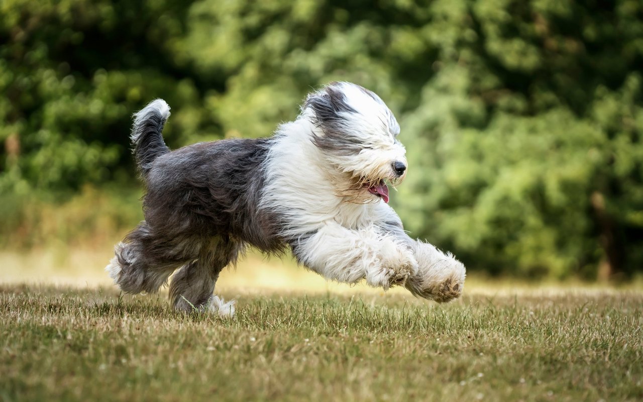 Der Bobtail besitzt ein dichtes, flauschiges Fell und trotz seines Namens eine lange Rute.