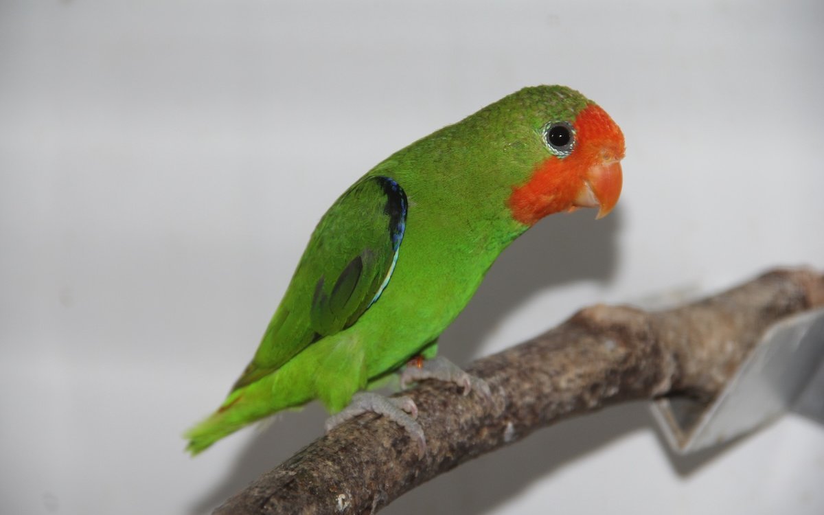 Orangeköpfchen sind nicht einfach zu halten und zu züchten. 