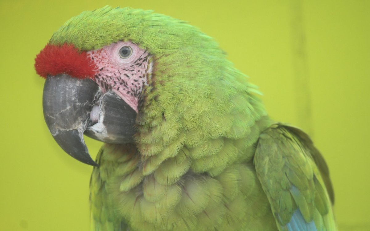 Grosse Soldatenaras sind selten. Darum ist ihre Zucht umso wichtiger. 