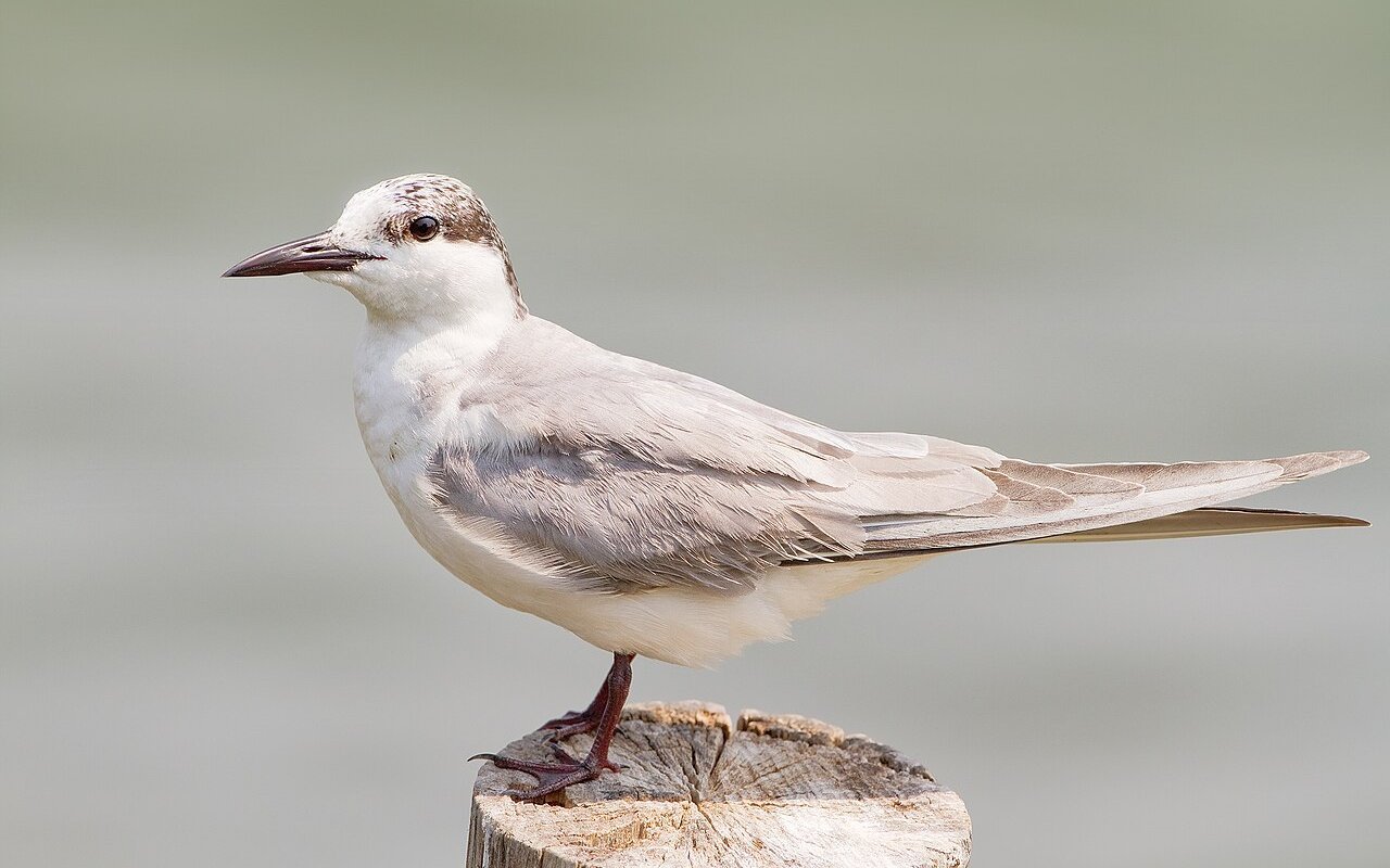 Weissbartseeschwalbe