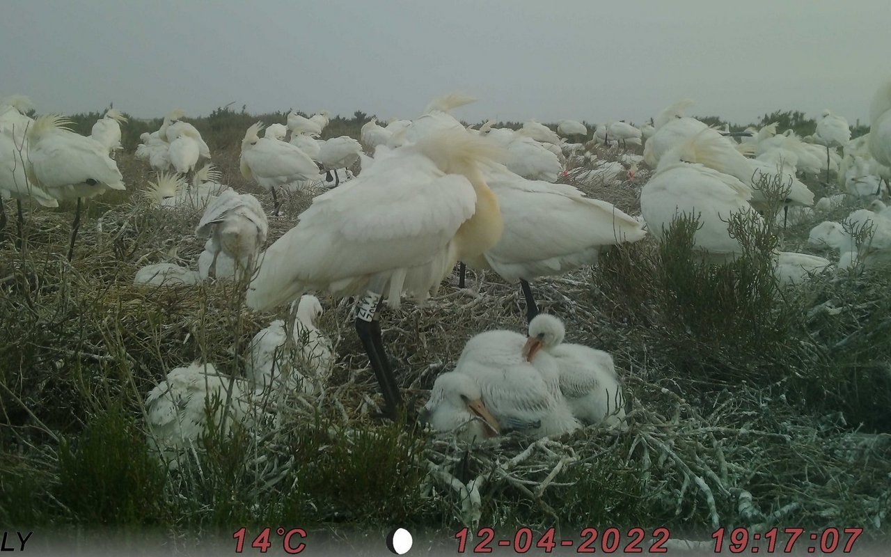 In der Löffler-Kolonie herrscht reges Treiben. 