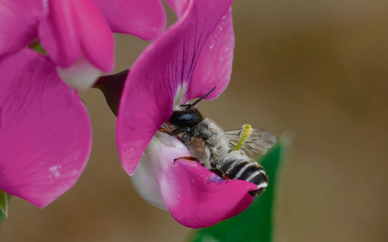 Die Platterbse ist auf die Bestäubung durch Bienen angewiesen.