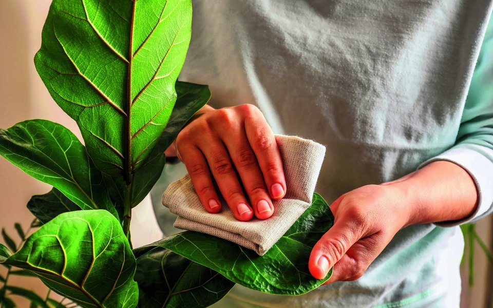 Für gesunde und schöne Zimmerpflanzen ist neben Wasser die regelmässige Blattpflege mit einfachen Hausmitteln entscheidend, um die Photosynthese (Assimilation) zu unterstützen.