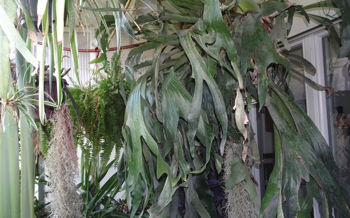 Dieses Geweihfarn entwickelt sich prächtig in einem Hängekorb auf dem Balkon. Es wird kühl überwintert.