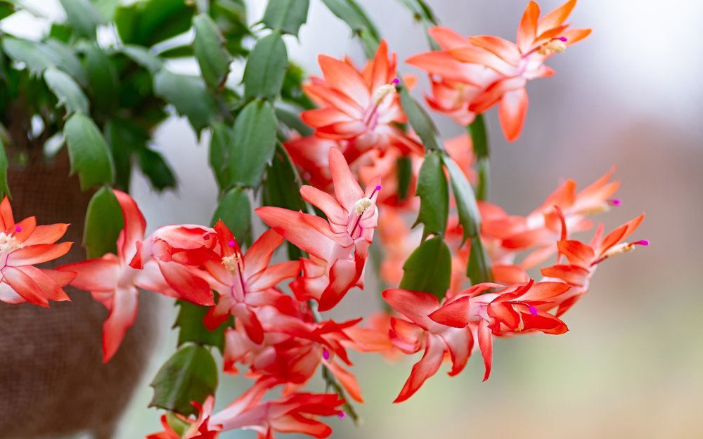 Wenn der Weihnachtskaktus üppig blühen soll, sollte er im Herbst einigen kalten Nächten ausgesetzt werden. 