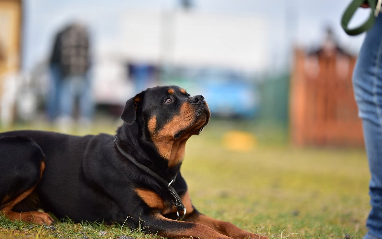 Jeder Rottweiler, der auf Zürcher Boden lebt, muss einen Wesenstest absolvieren.