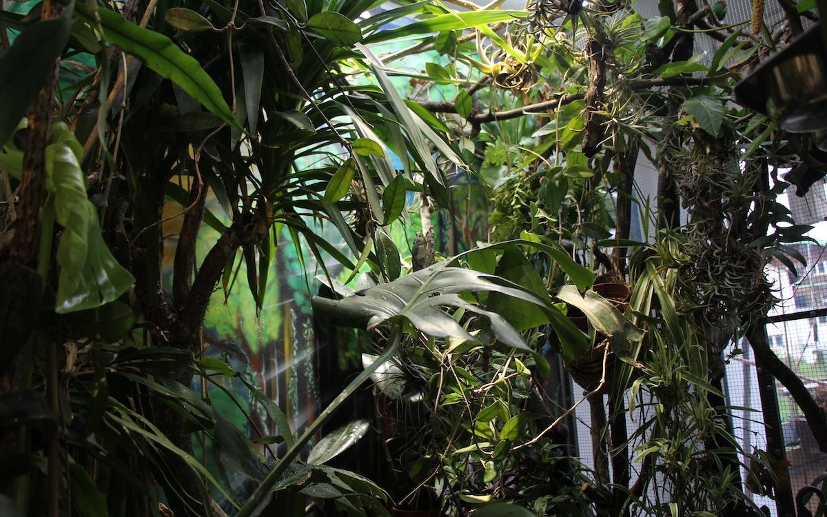 Diese Pflanzen gedeihen dank Kunstlicht so gut, denn der Tageslichteinfall durch das Fenster ist ungenügend. 