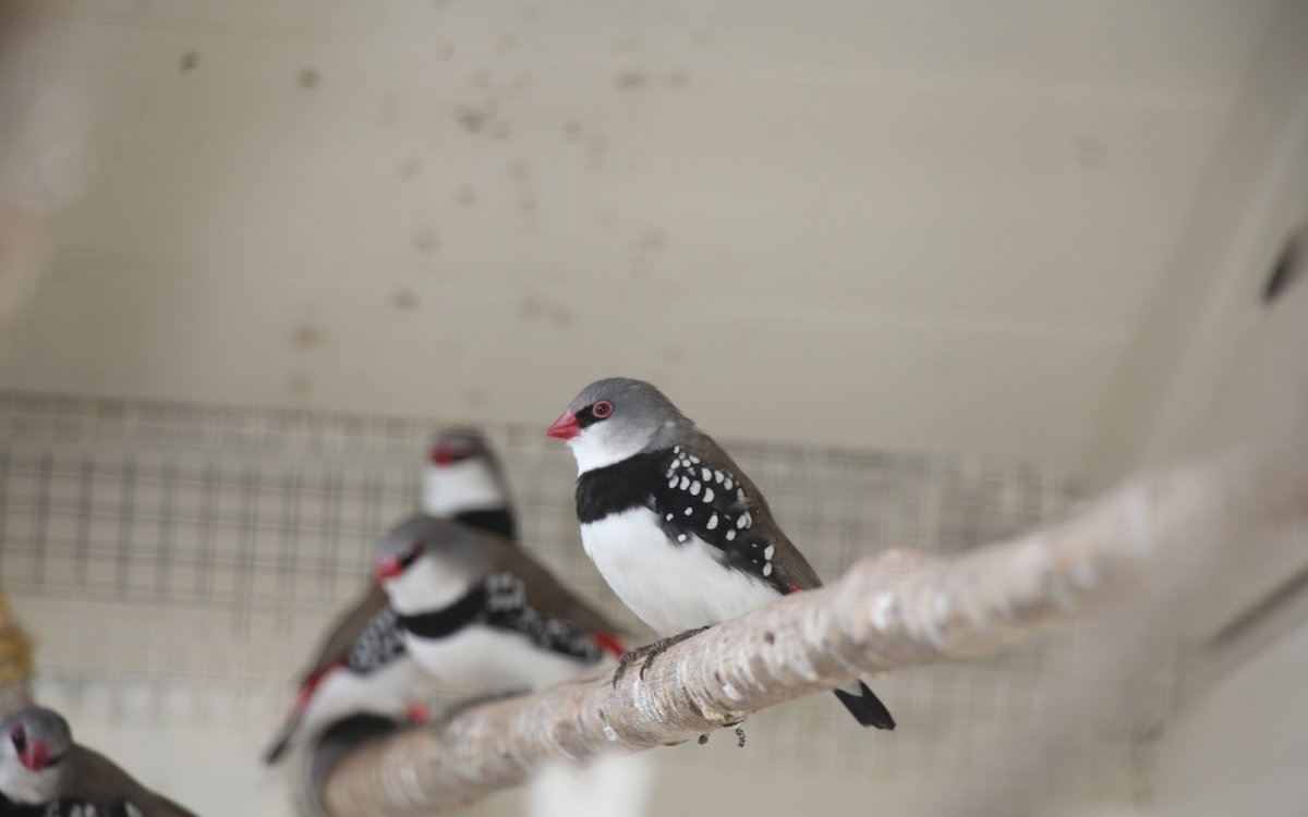 Diamantfinken können ausserhalb der Brutzeit problemlos im Schwarm gehalten werden. 