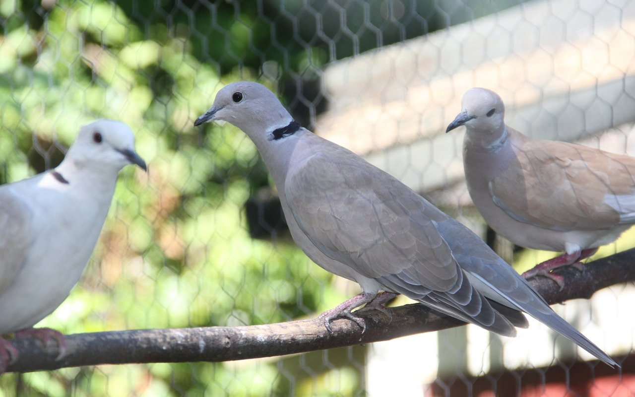 Lachtauben in Volierenhaltung. 