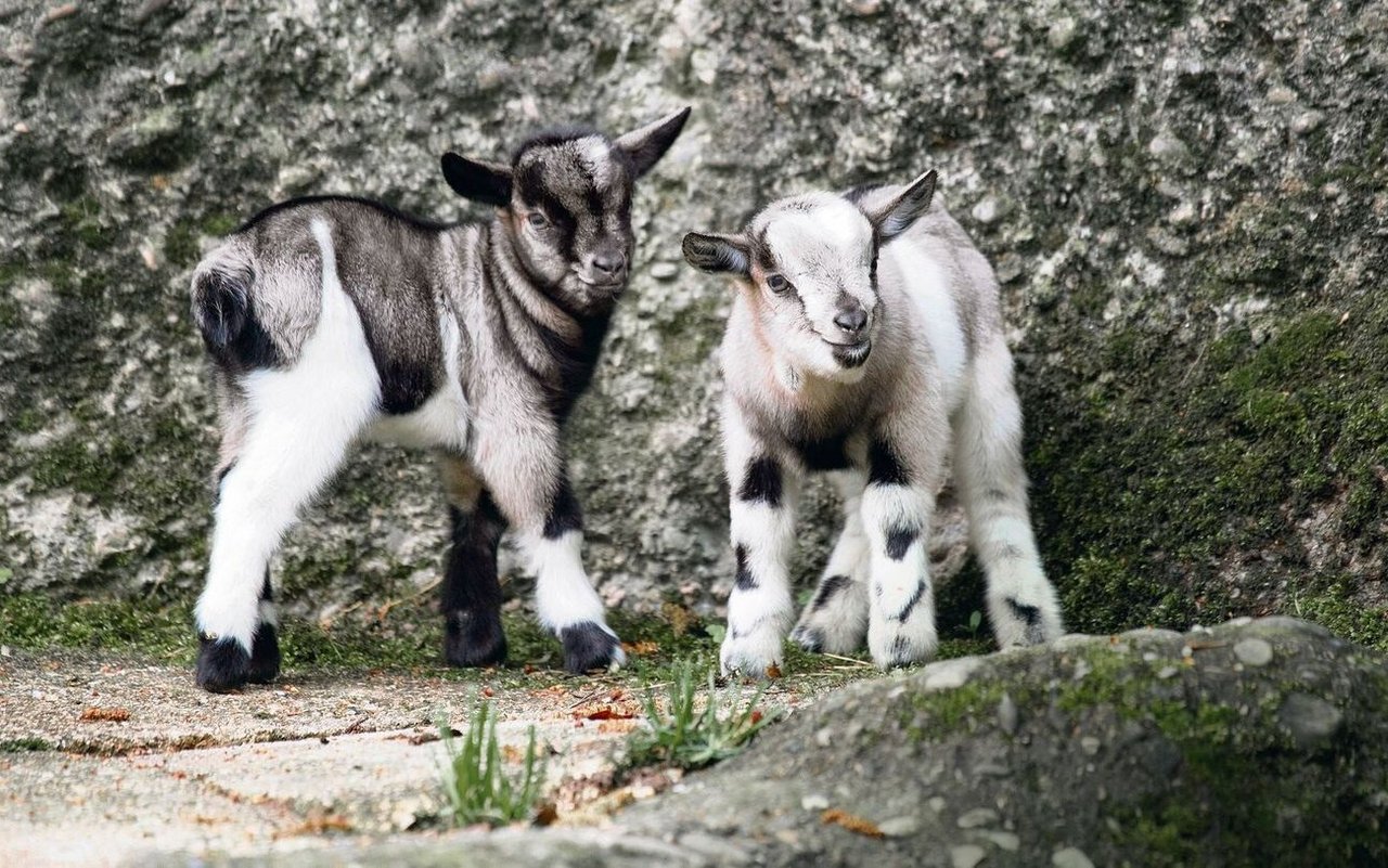 Junge Afrikanische Zwergziegen im Kinderzolli.