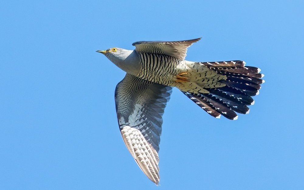 Der Kuckuck zieht allein in die afrikanische Savanne, zieht aber normalerweise meist nachts. 