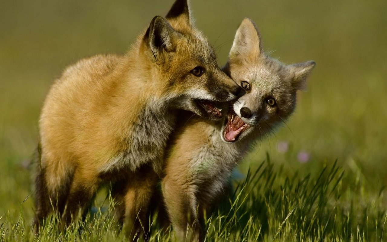 Bei manchen Tieren ist Spielen nicht nur auf das Welpenalter beschränkt – so auch bei Füchsen.
