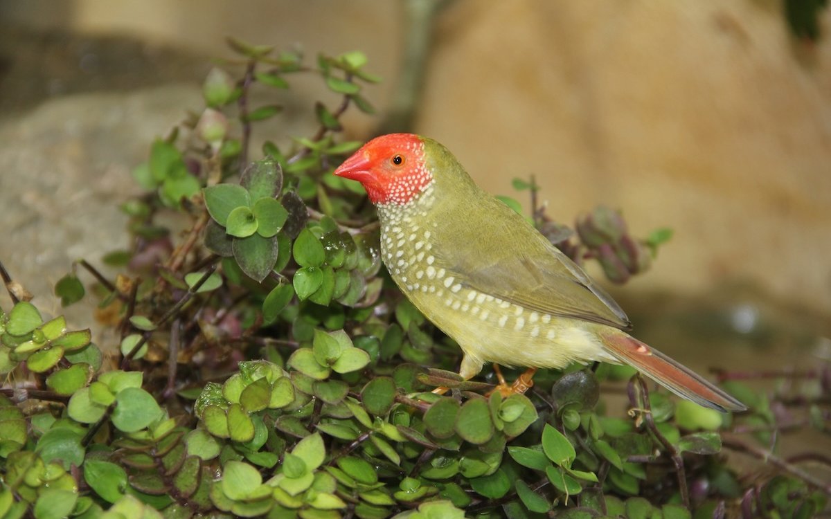 Binsenamadinen oder Binsenastrilde freuen sich über Anregungen in ihrer Voliere wie dieser Vogel hier, der auf dem Kriechenden Schönpolster sitzt und gleich davon picken wird. 