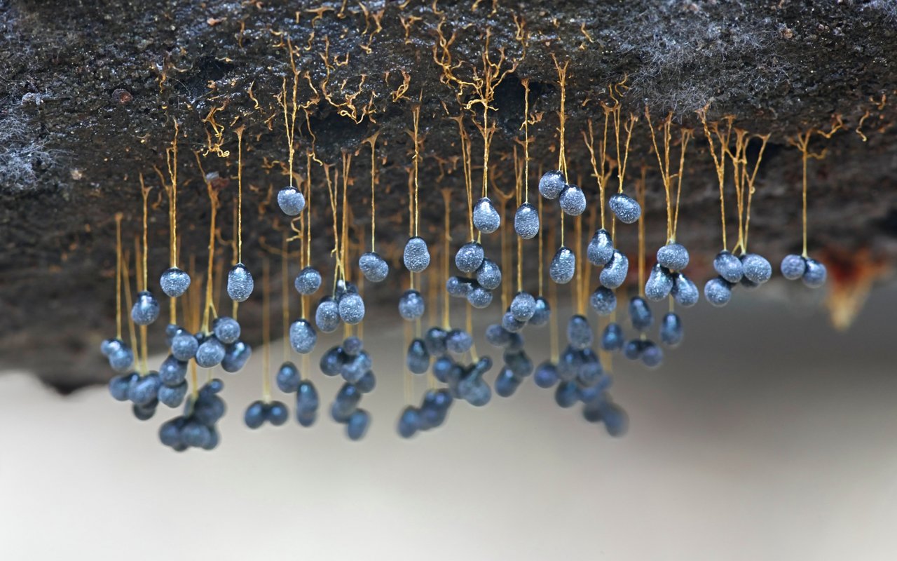 Badhamia utricularis bildet ihre Fruchtkörperchen im Winter zwischen September und April. Aufgrund der grossen Gruppen mit herabhängendem Stiel ist sie gut zu erkennen.