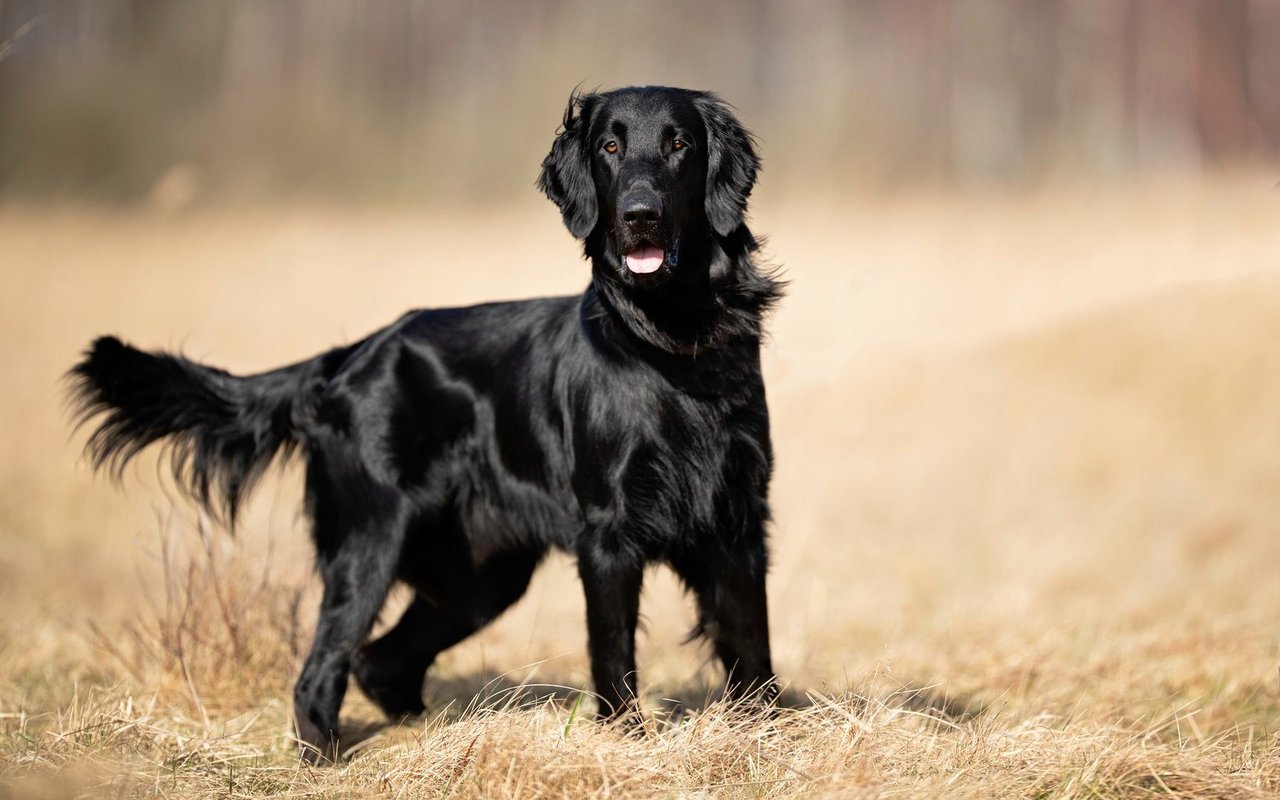 Der Flat Coated Retriever ist bekannt für sein glänzendes schwarzes oder dunkelbraunes Fell. 