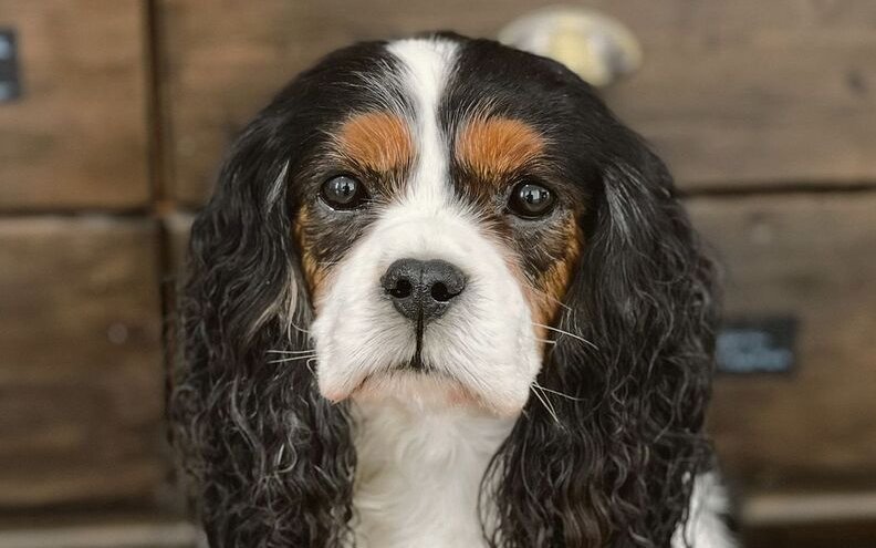 Trauer um Haustiere: Zwischen Erinnern und Loslassen – wie Präparation als Teil der Trauerbewältigung erlebt wird.