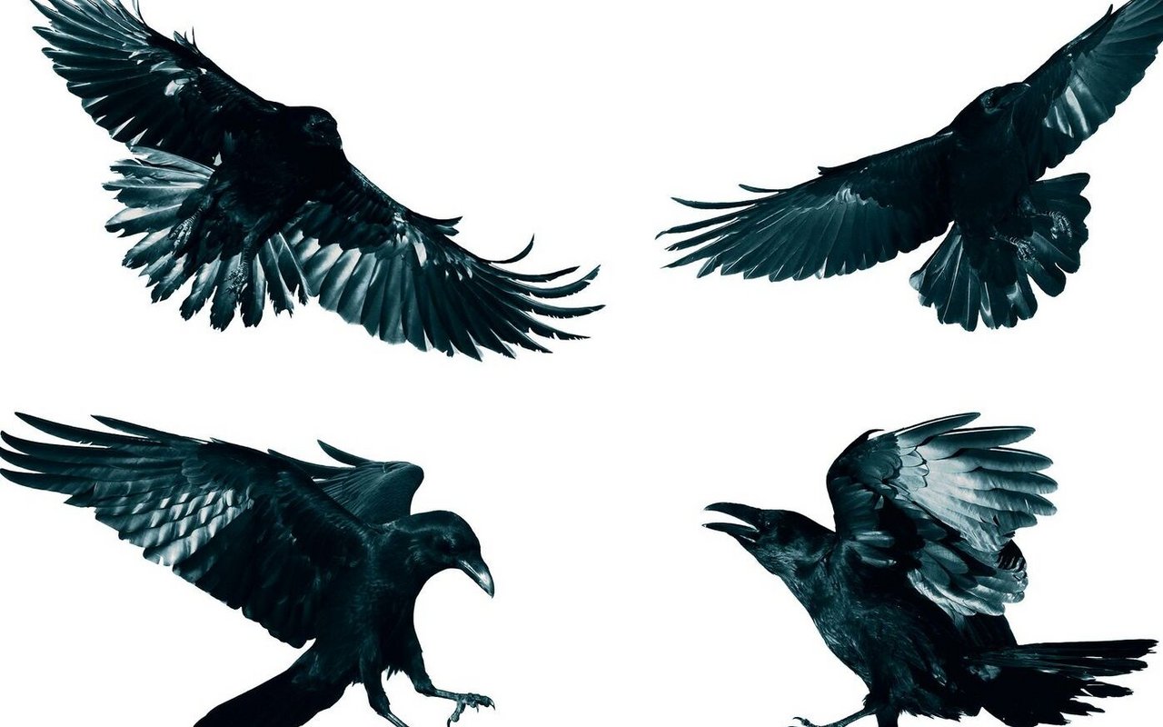 Krähenvögel sind neugierig, verspielt und intelligent. Die guten Beobachter teilen das Leben des Menschen seit langer Zeit. 