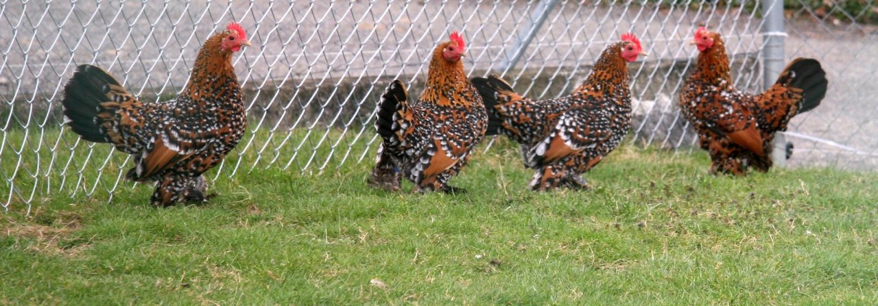 Die Krährufe dieser porzellanfarbigen Zwerghähne stören viele Nachbarn.