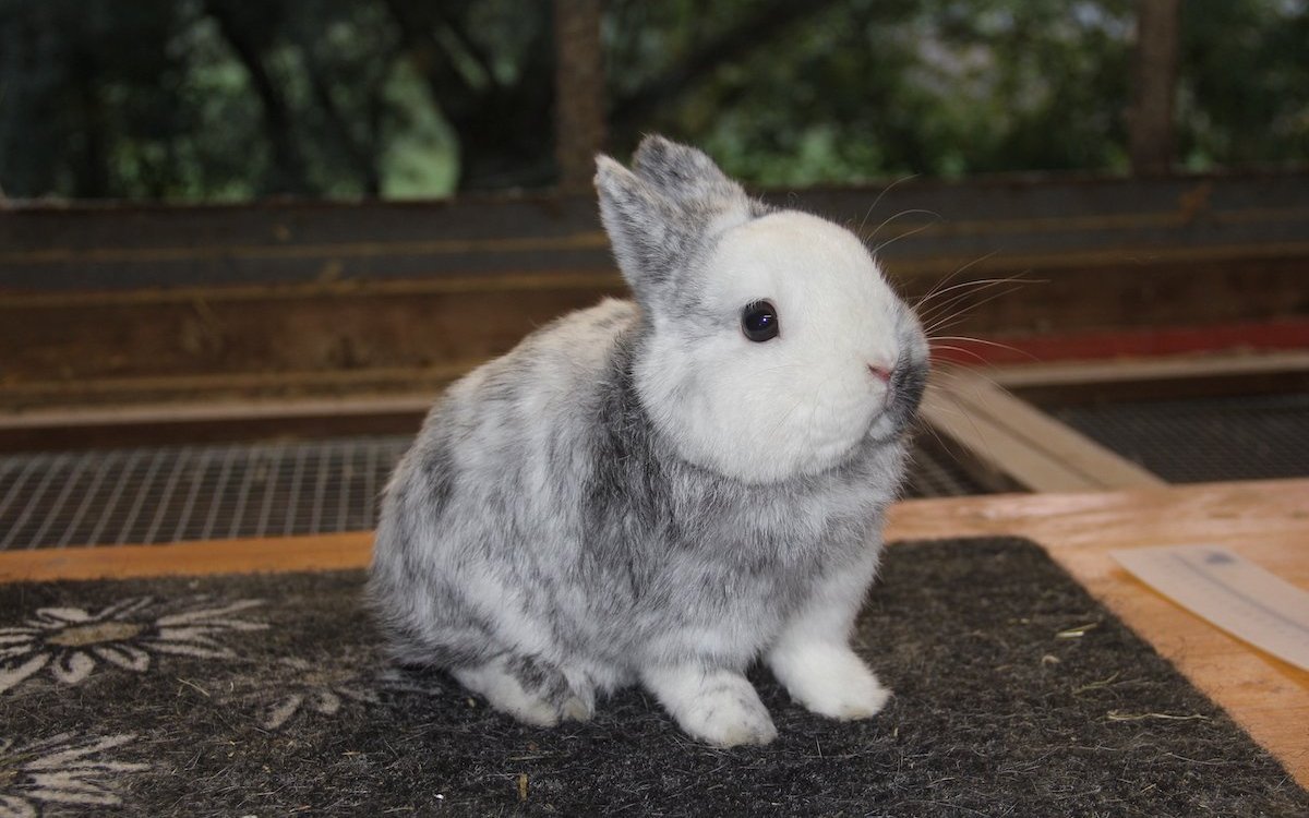 Farbenzwerg in Rhönfarbe. 