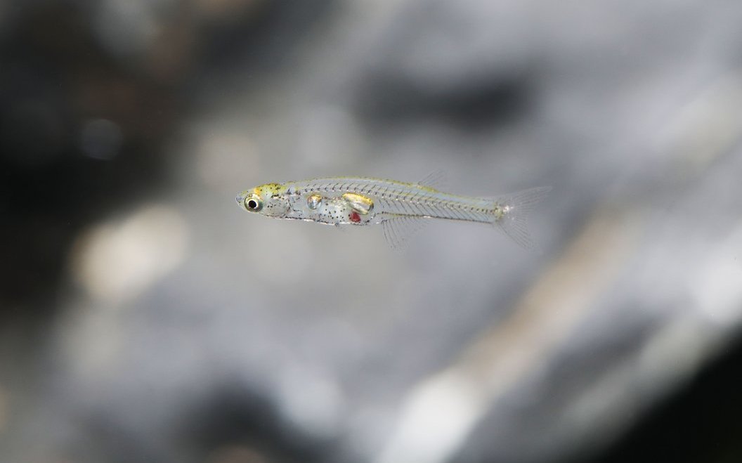 Die winzige Fischart Danionella cerebrum gehört mit maximal 13,5 Millimetern zu den kleinsten Wirbeltieren. Männchen trommeln mit Rippen und Spezialmuskeln auf die Schwimmblase und erzeugen dabei extrem laute Töne von bis zu 140 Dezibel.