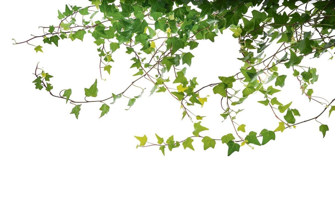 Efeu rankt empor und bildet einen Sichtschutz. 