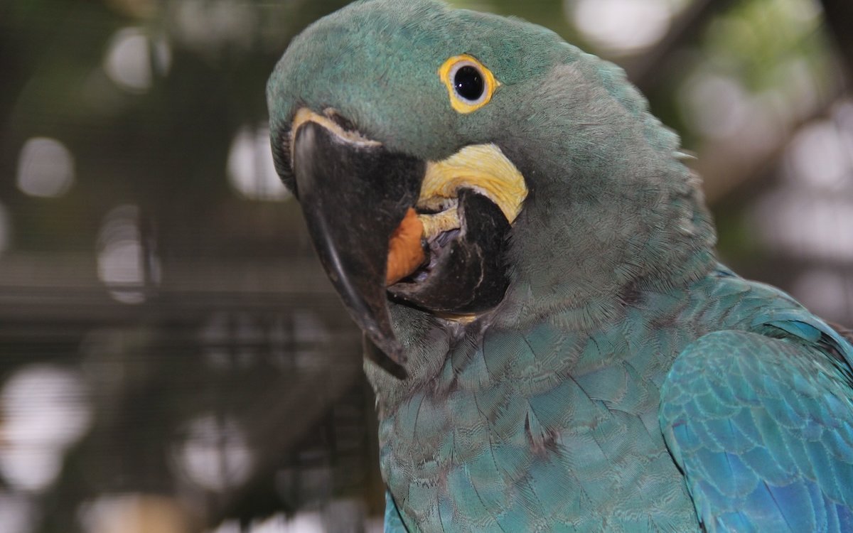 Lear-Aras sind grosse Raritäten unter Menschenobhut. 