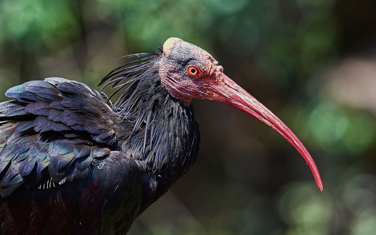 Der Waldrapp ist ein seltener Durchzügler, der gerne auf dem Waffenplatz in Thun BE Rast macht. 