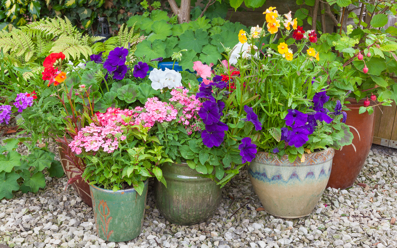 Kübelpflanzen kann man vor der Hitze schützen, in dem man sie in eine schattige Ecke stellt. 
