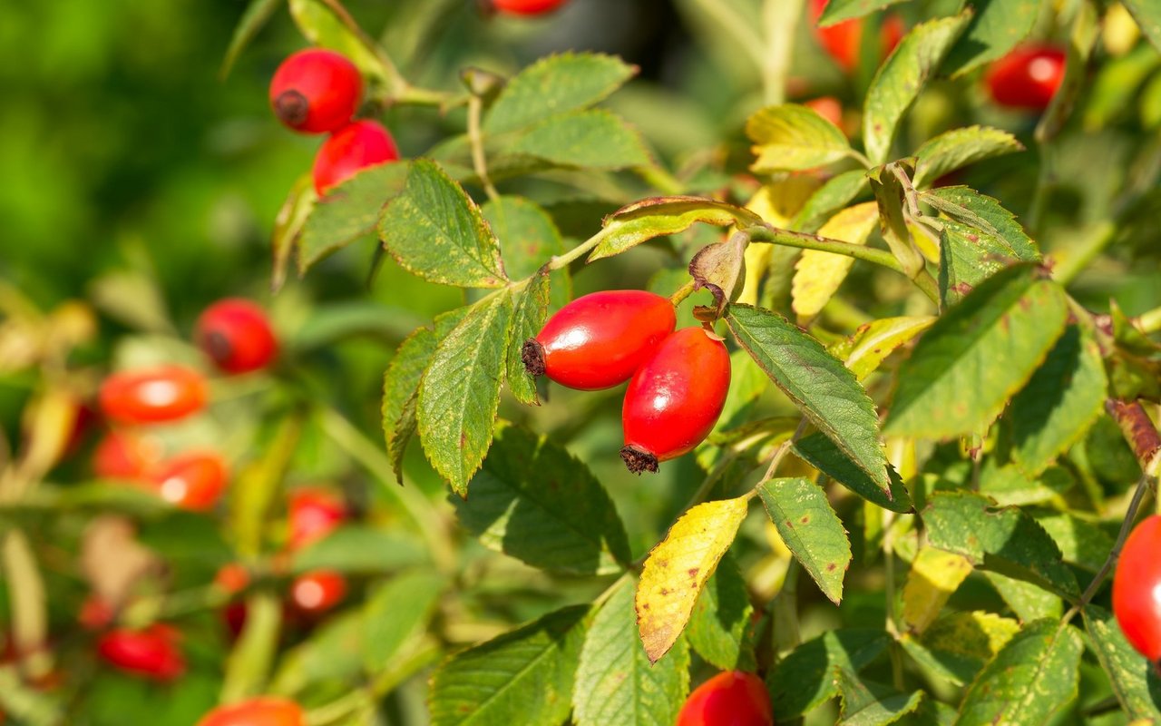 Hagebutten sind die Früchte verschiedener Rosearten. 