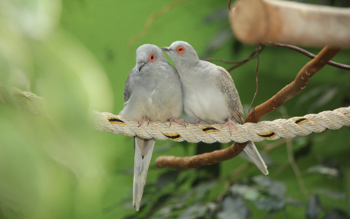 Diamanttäubchen-Paare sind einander zugetan. 