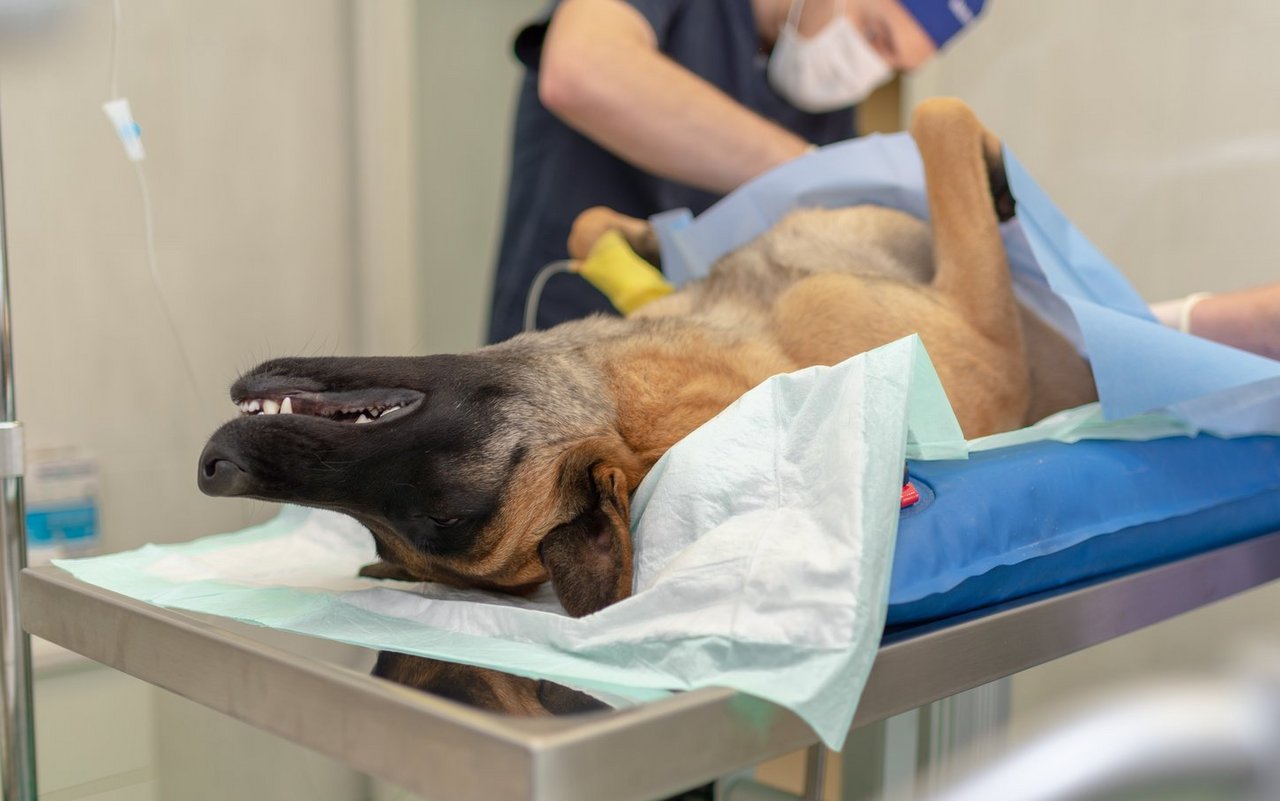 Für Rüden gibt es Alternativen zur chirurgischen Kastration. 