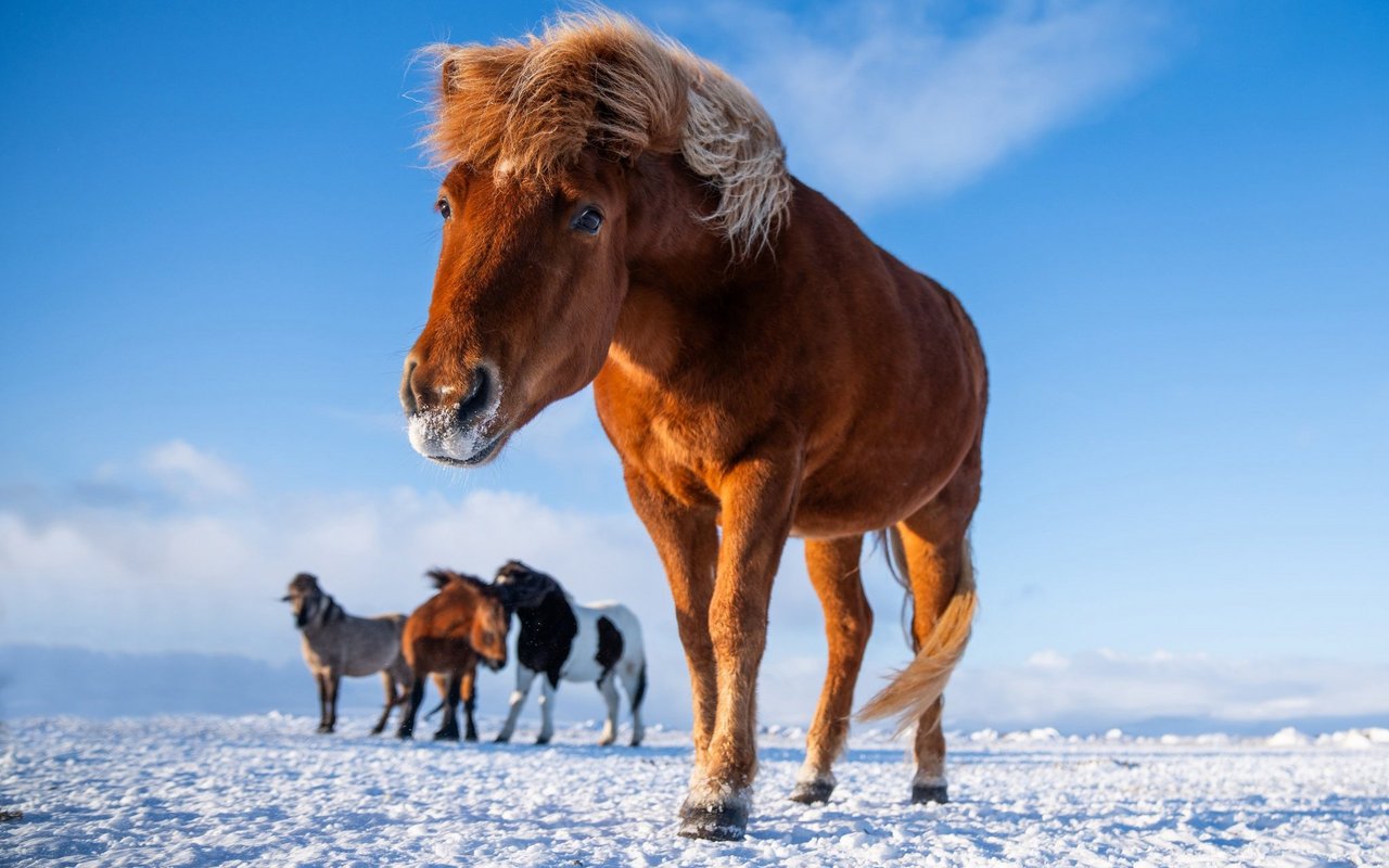 Auf Island leben die Tiere durch den Sommer meist halbwild in grossen Herden. 