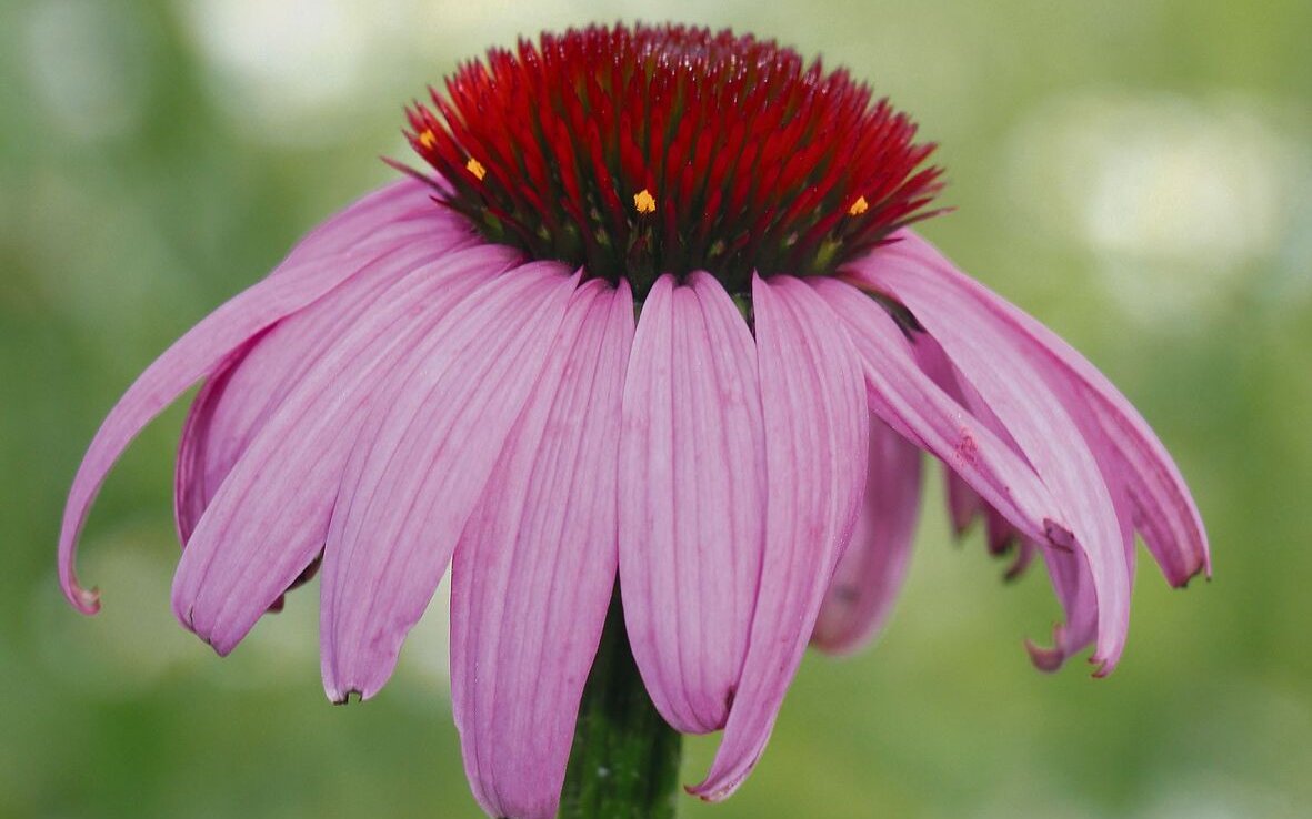 Sonnenhut oder Echinacea
