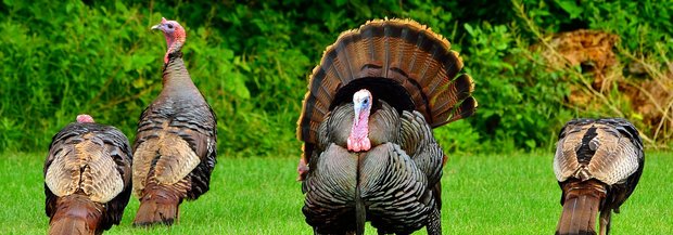 Truthähne bei der Balz