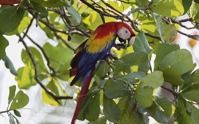 Hellrote Aras aus Zentralamerika haben ein ausgedehntes, rein gelbes Flügelband. 