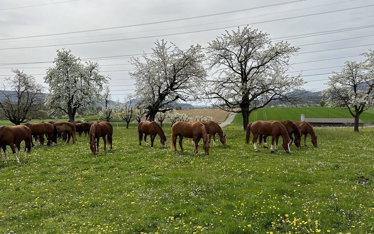 Freiberger fühlen sich draussen in der Herde wohl. 