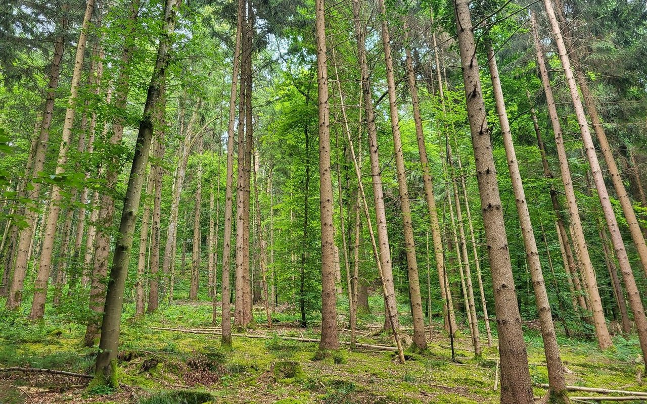 In reinen Fichtenwäldern kann sich ein Borkenkäfer-Befall explosionsartig ausbreiten.