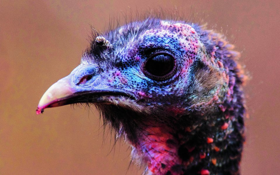 Schönheit liegt bekanntlich im Auge des Betrachters. Doch Truthühner haben vor allem auch tolle innere Werte. 