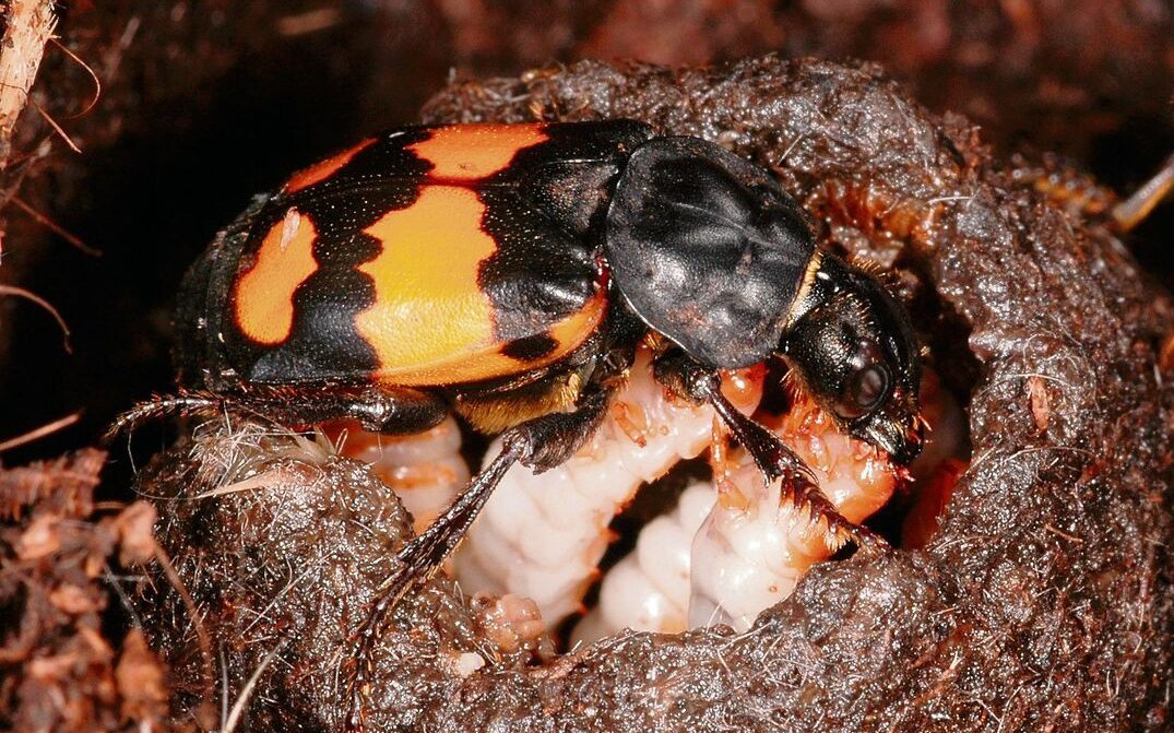 Die Larven des Totengräbers ernähren sich von Aas.